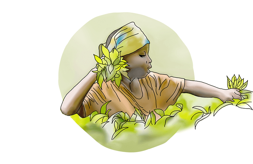 Illustration of a tea farmer